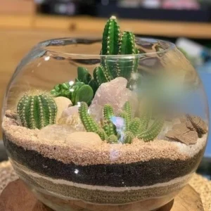 Terrario de Cactus - Allbouquets