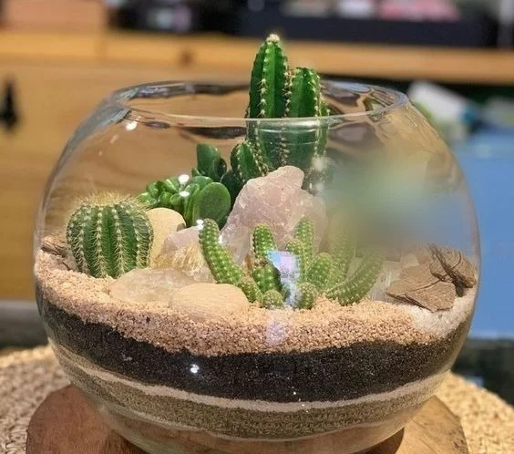 Terrario de Cactus - Allbouquets