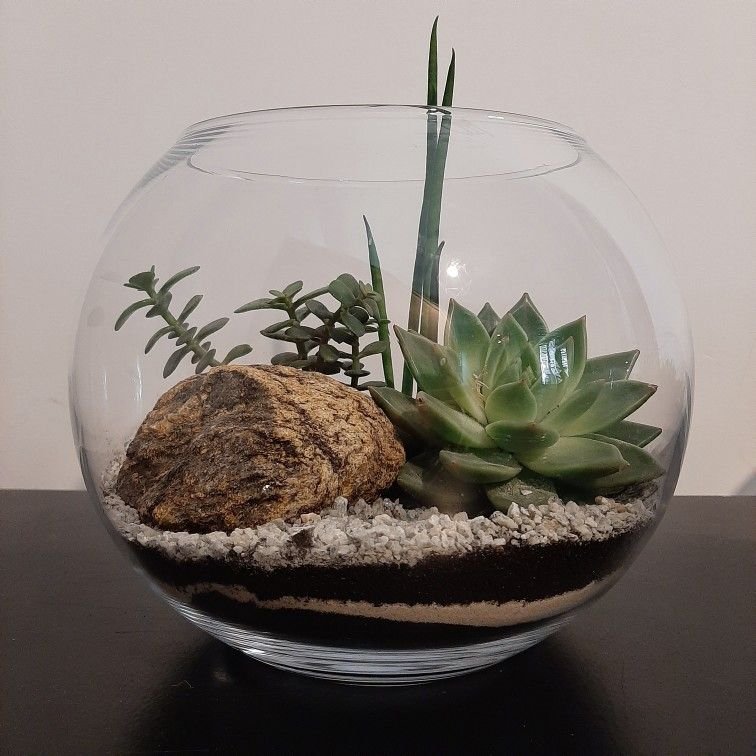 Terrario Minimalista - Allbouquets