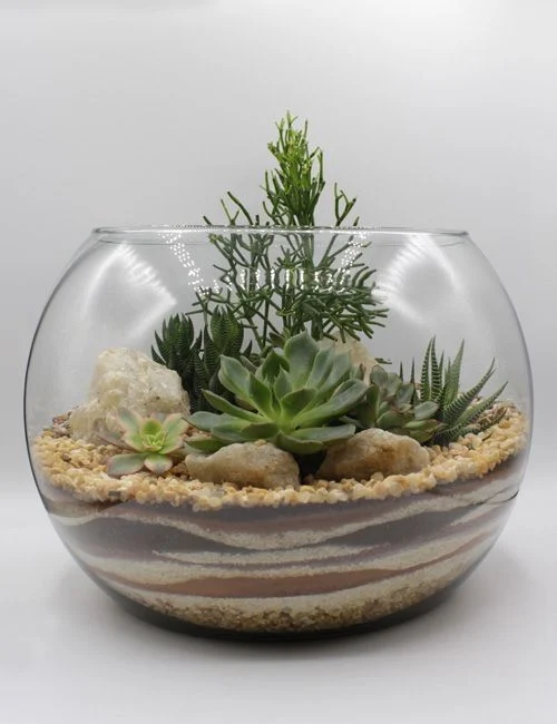 Terrario Zen